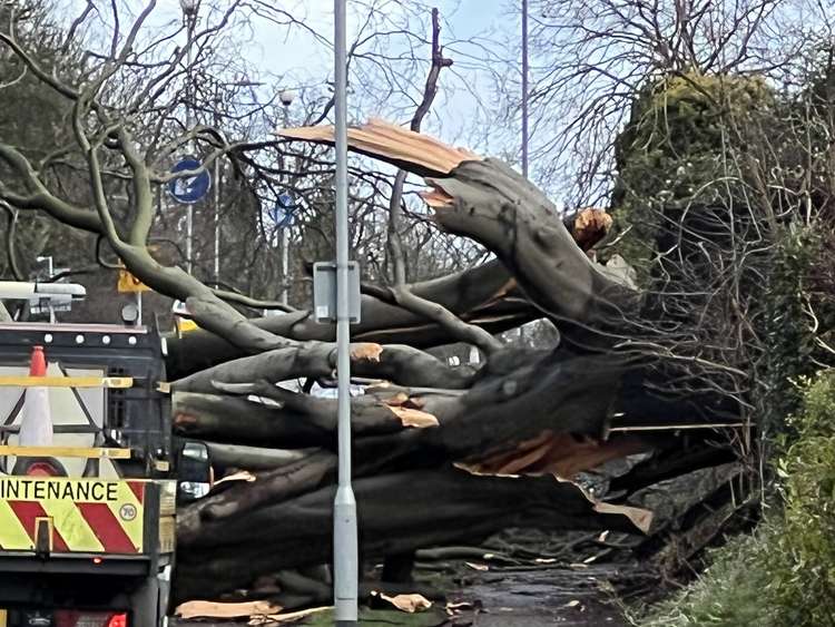 Storm Eunice caused havoc on a Hitchin road causing a 100-year-old Beech tree to come crashing down. CREDIT: @HitchinNubNews