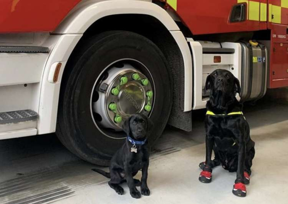 Step forward Herts firefighters newest recruit - Loki. CREDIT: Loki (left) and Reqs