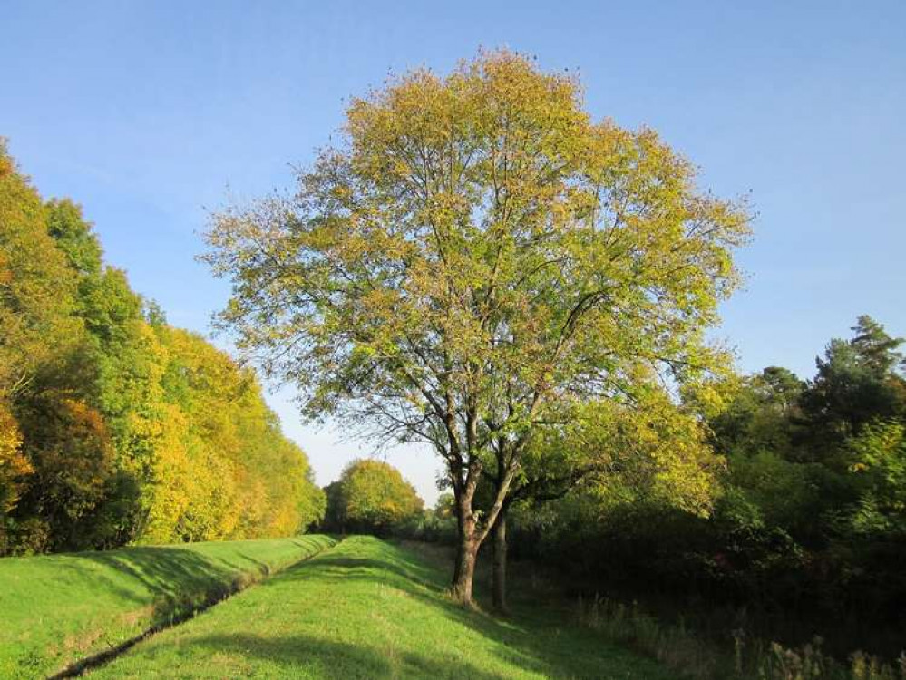 The National Trust states that up to 30,000 ash trees will be felled this year alone