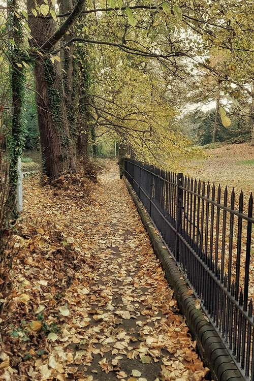 Autumn leaves in East Devon. Credit: John Davis