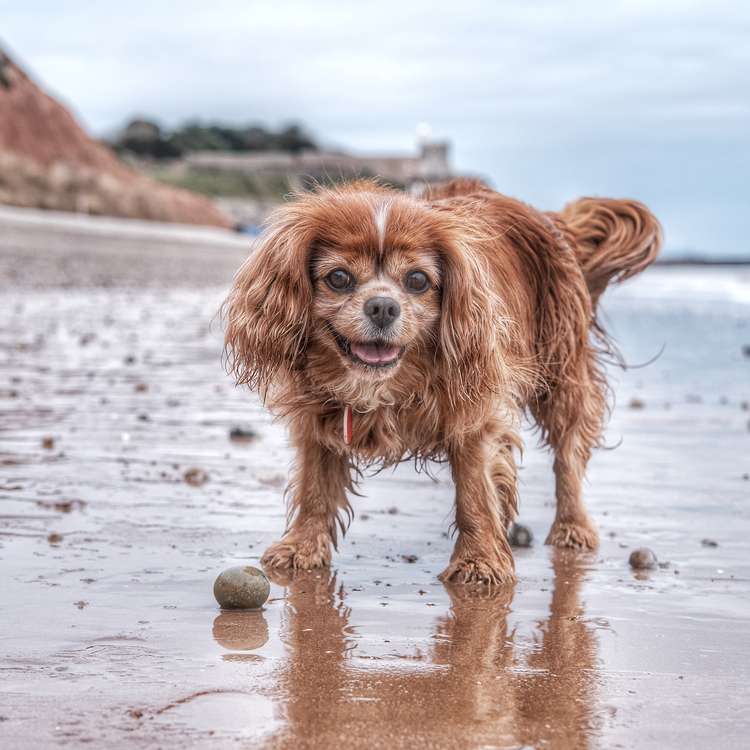 John's dog Poppy on Sidmouth beach. Credit: John Davis