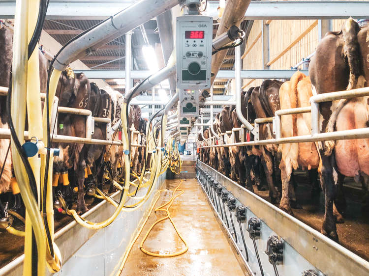 The farm's cows being milked. Credit: The Udder Stuff