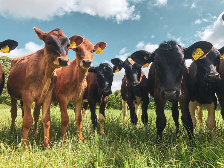 Some calves on the farm. Credit: The Udder Stuff