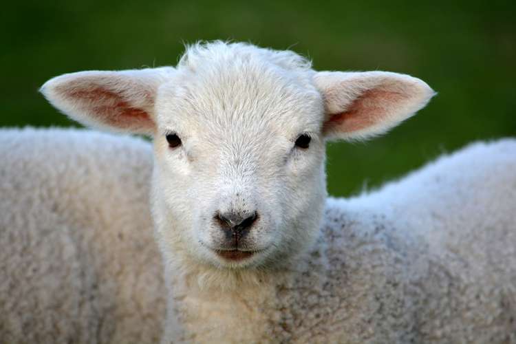 It's Lambing Sunday at Bicton College this weekend