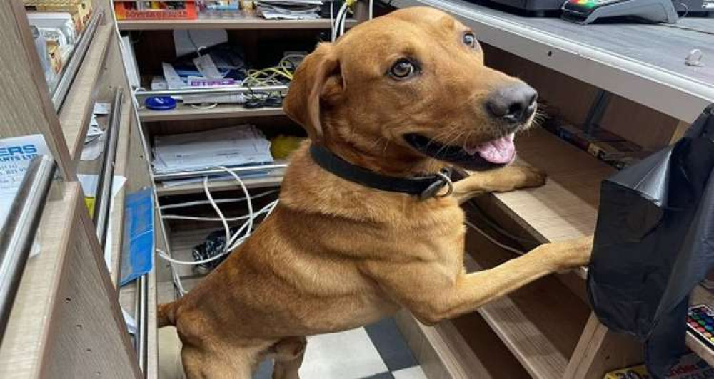 Cooper the search dog.