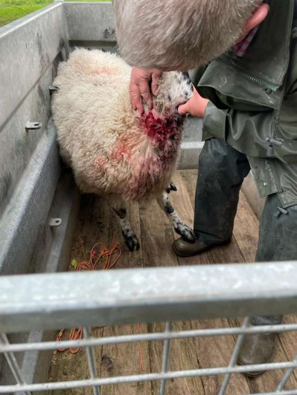 The male farmer and sheep which were victim to the attack. (Image - Cheshire Police Rural Crime Team)