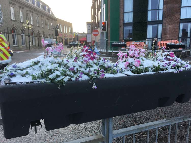 Macclesfield: Frozen flowers on Sunday, just before the left turn towards Great King Street, taken facing backwards to the Churchill Way car park.