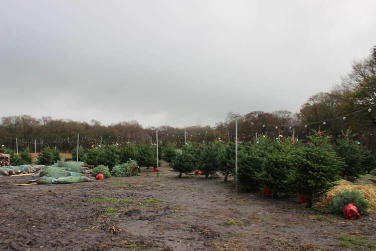 Daniel's trees are selling fast. This may be due to Macclesfield Forest not having Christmas trees to sell this year.