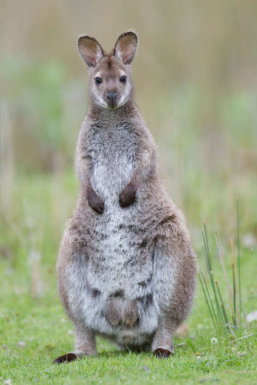 Did you ever see a wallaby in the hills of Macc? The last sighting is believed to be 2009. (Image - CC 3.0 Unchanged Noodle snacks bit.ly/3syESWx)