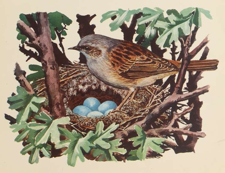 A hedge sparrow nest by Charles Tunnicliffe (courtesy of the C.F. Tunncliffe Estate).