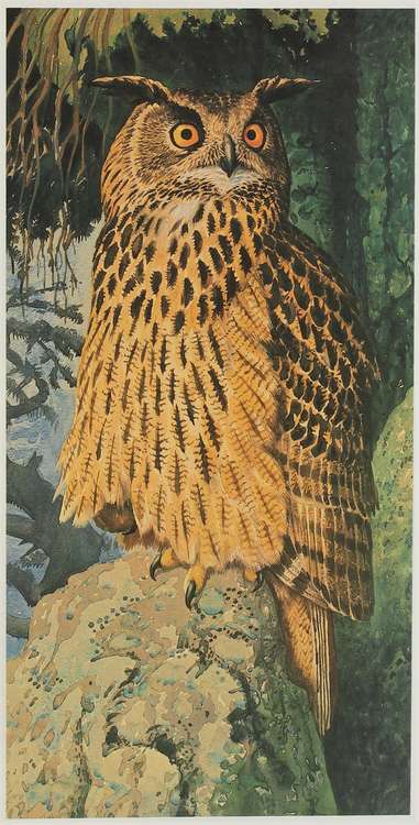 An eagle owl by Charles Tunnicliffe (courtesy of the C.F. Tunnicliffe Estate).