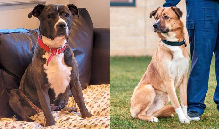 Misty and Milo are two of local doggos you can adopt in Macclesfield right now. (Image - RSPCA Macclesfield)