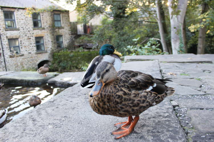 Macclesfield ducks, geese, swans and chickens are among those at risk.