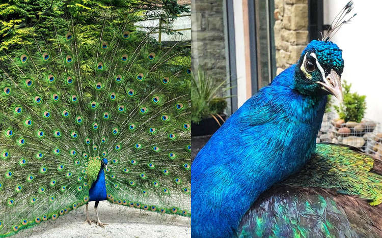 Percy lived a luxury life of perching himself on spa chairs, to crashing guests' weddings. (Image - Shrigley Hall Hotel & Spa)