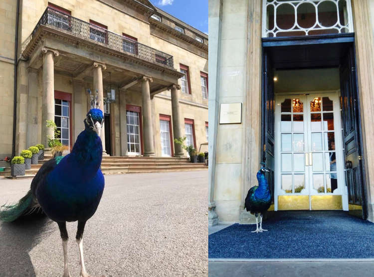 Male peacocks have a length from bill to tail of 39 to 45 inches, and can become as much as 195 to 77 to 89 inches as a fully grown adult. (Image - Shrigley Hall Hotel & Spa)