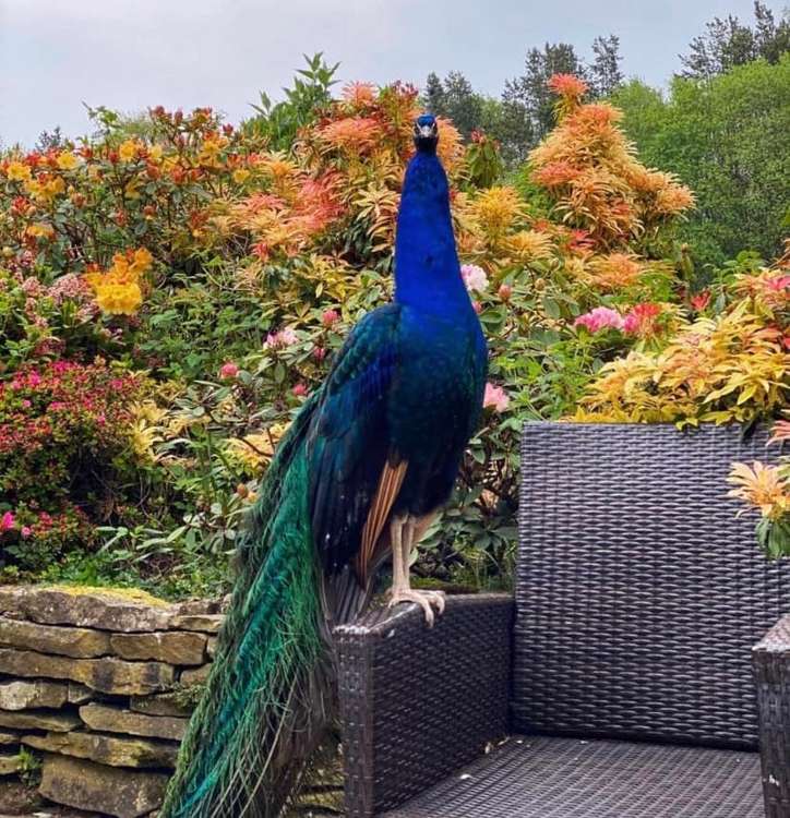 Male Peacocks like Percy between 8.8–13.2 lb, which is less than a stone. (Image - Shrigley Hall Hotel & Spa)