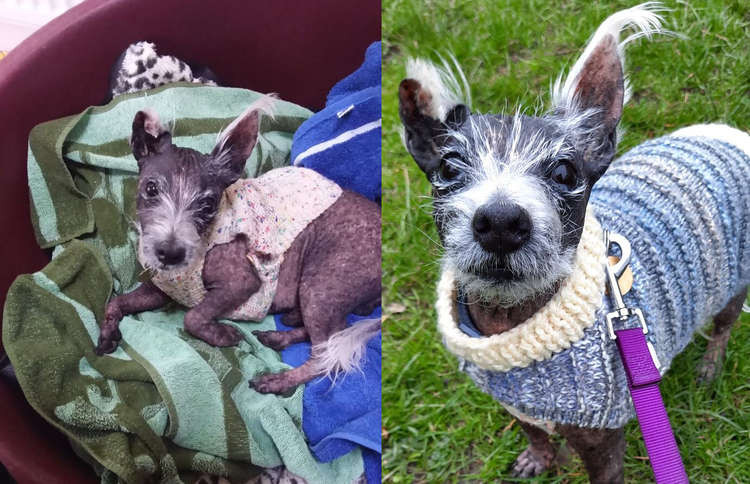 This hair-free dog from Macclesfield has had skin and allergy issues for over a decade. And the cost of his vet bills are mounting up.