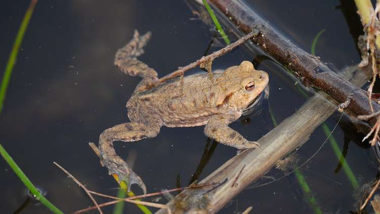 A male toad reaches a pond. (Image - CC 3.0 Unchanged Andreas Eichler bit.ly/3g1vvqV)