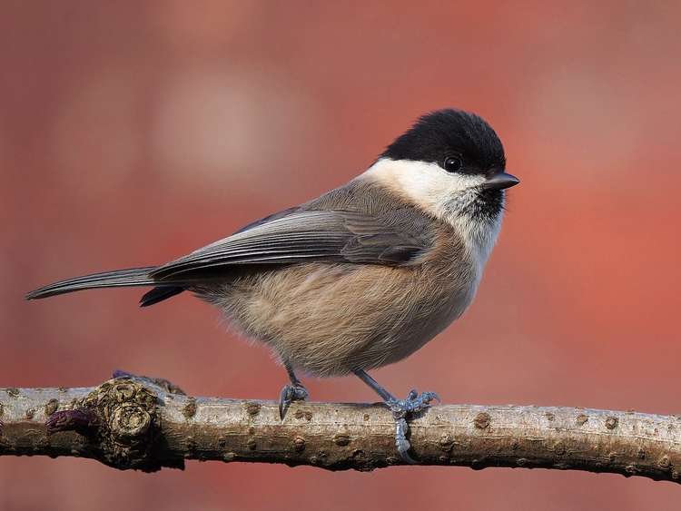 New housing will affect animals that live in and out the Danes Moss Nature Reserve boundaries. Pet cats could eat small mammals or Willow tits (pictured) which have a decreasing population across the world. (Image - Francis C. Franklin CC 3 bit.ly/33FsfPo