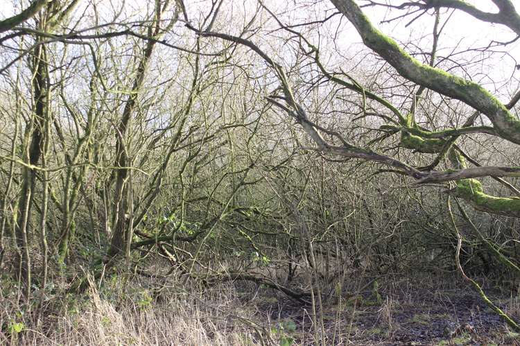 Danes Moss and the adjacent space under threat next to it was has been by some online as 'Macclesfield's Amazon rainforest'.