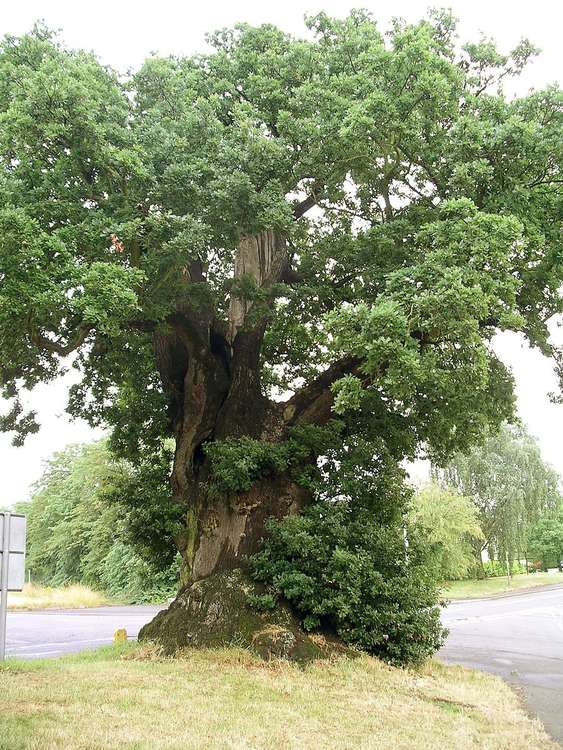 Quercus robur - also known as English oak - will look like this when fully matured. (Image - CC 2.0 Snowmanradio bit.ly/3COYw3O Unchanged)