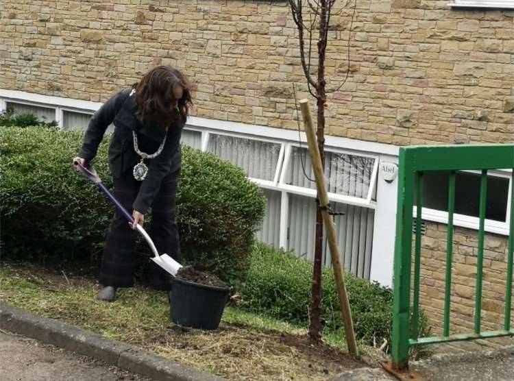 Bollington Mayor Jo Maitland planted the tree last Friday afternoon.