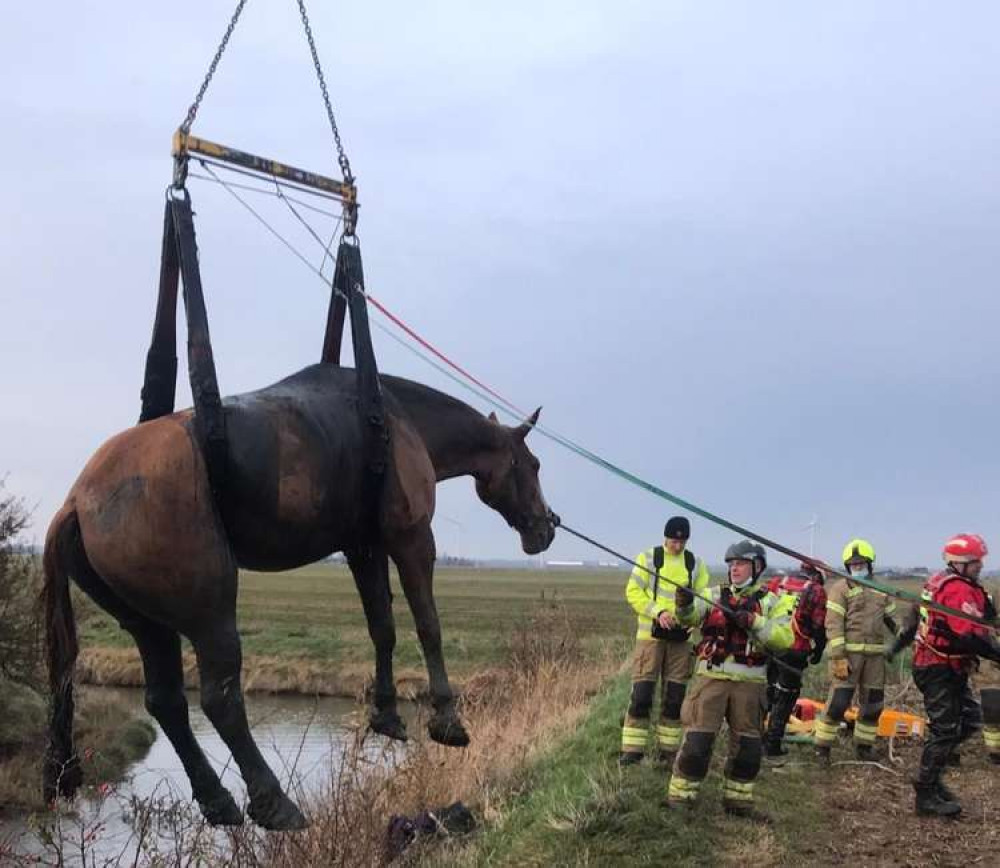 The crews lifted the trapped horse out of the ditch with a crane (Photo: Essex County Fire and Rescue Service)