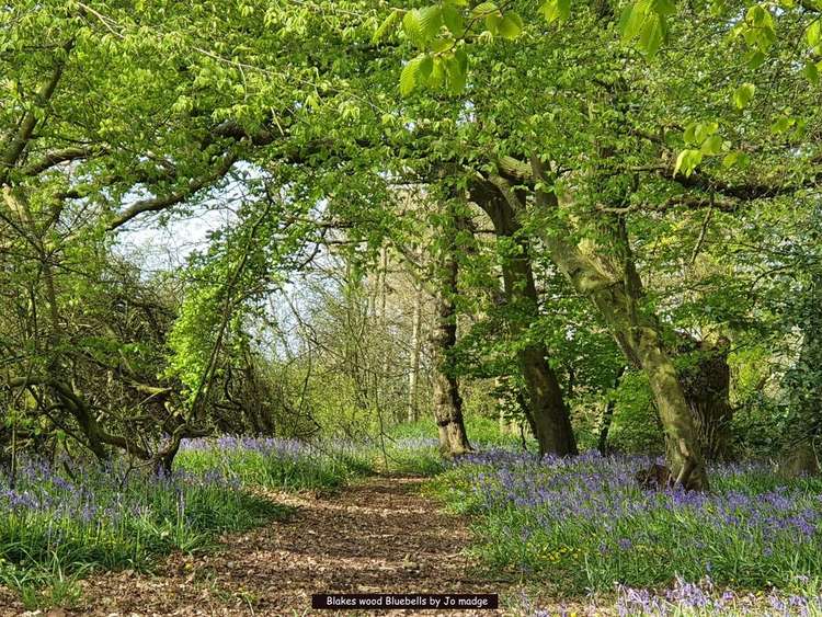 April 2022: Bluebells in Blakes Wood by Jo Madge