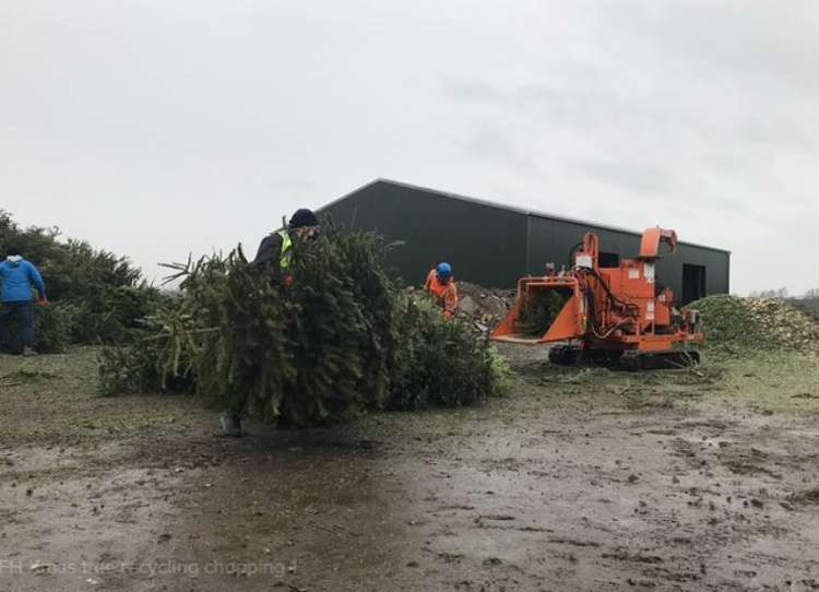 Christmas tree recycling chopping