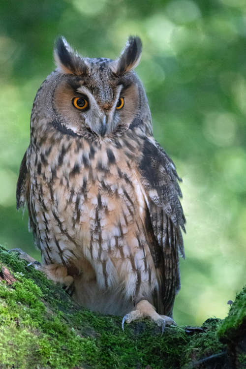 A photo by Howard of an owl at Cressing Temple Barns, taken on a photography group trip