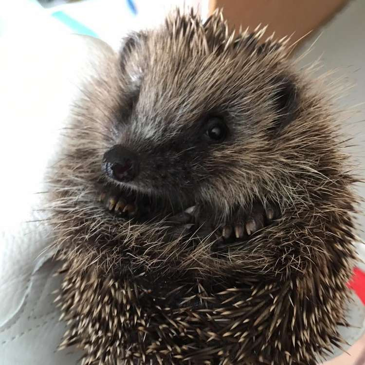 A prickly resident of Prickleback Urchin Hedgehog Rescue