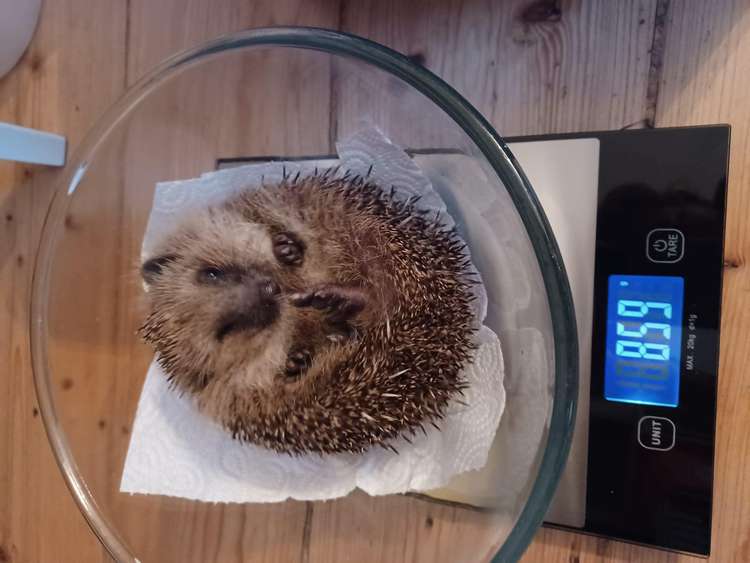 Spikey gets his final weigh in before release!