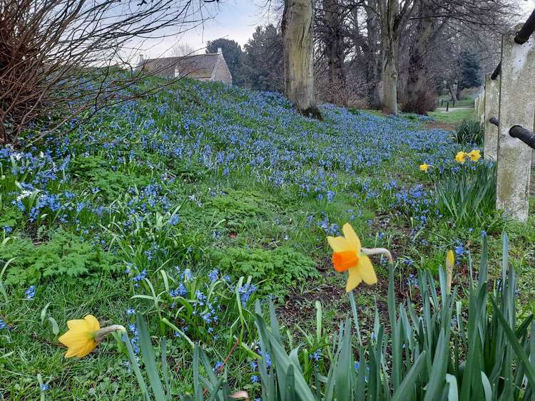 Scilla and daffodils in Cutts Close Park in the heart of Oakham