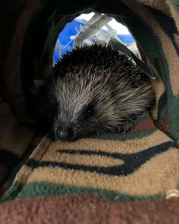 Mr Mickleby, one of the recent visitors to Rachel and Jay's home hedgehog sanctuary (image courtesy of Prickleback Urchin Hedgehog Rescue)
