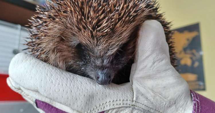Tiggy, another hog who has been staying with Rachel and Jay this year (image courtesy of Prickleback Urchin Hedgehog Rescue)