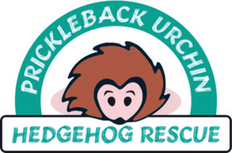 Prickleback Urchin Hedgehog Rescue's logo, designed by a local with Rachel and Jay (image courtesy of Prickleback Urchin Hedgehog Rescue)