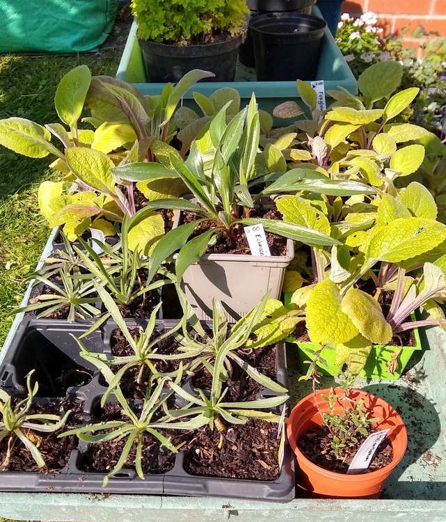 Plants ready for the sale. (Image credit: Rachel Elder)