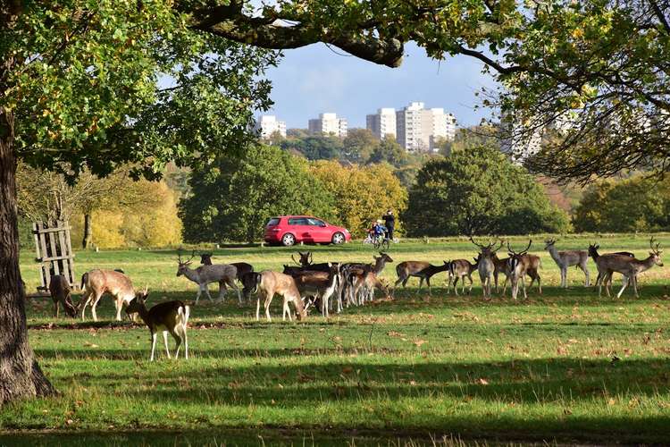 Over 1,500 deer have died or been killed in Richmond's Royal Parks over the last five years.