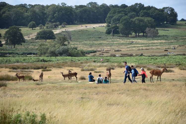 Despite the lack of natural predators, the park's deer face threats from an array of human sources. Despite the lack of natural predators, the park's deer face threats from an array of human sources.
