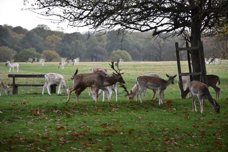 The twice-yearly cull sees Richmond Park, which is normally open to pedestrians 24 hours a day, closed between 8pm and 7.30am, for the purpose of keeping the deer population under control. The twice-yearly cull sees Richmond Park, which is normally open to pedestrians 24 hours a day, closed between 8pm and 7.30am, for the purpose of keeping the deer population under control.