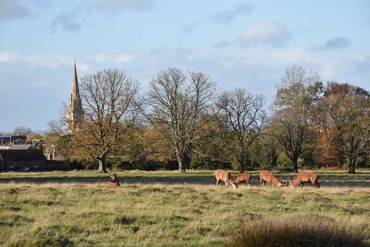 961 deer have been recorded as being killed in the Richmond Park cull between 2017 and 2021. 961 deer have been recorded as being killed in the Richmond Park cull between 2017 and 2021.