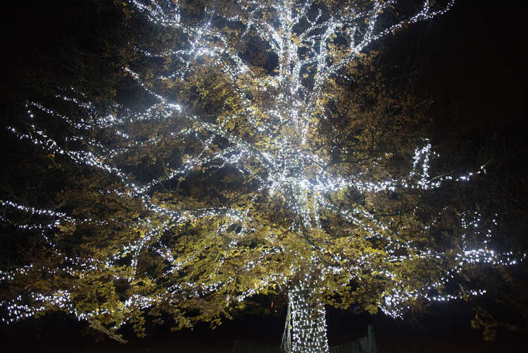 Police have issued a warning about 'smash and grab' thefts from the cars of people visiting Kew Gardens for their Christmas lights show and other events.