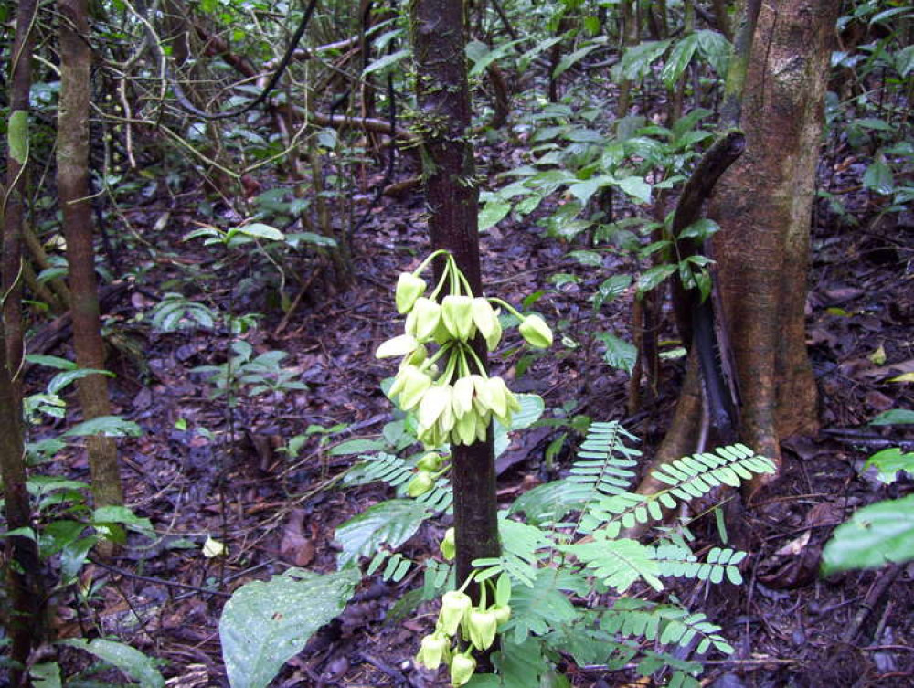 Experts at Kew Gardens have named a newly discovered tropical tree after the actor and environmentalist Leonardo DiCaprio. Credit: Lorna MacKinnon, Kew Gardens.