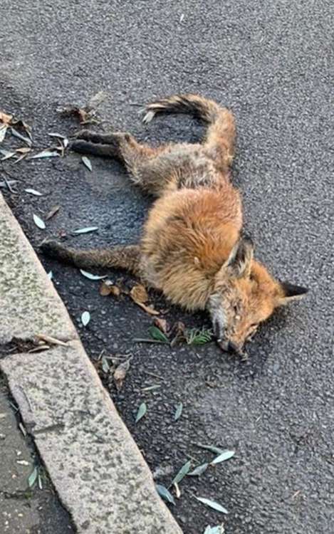 Body found in a gutter of Station Road, Twickenham