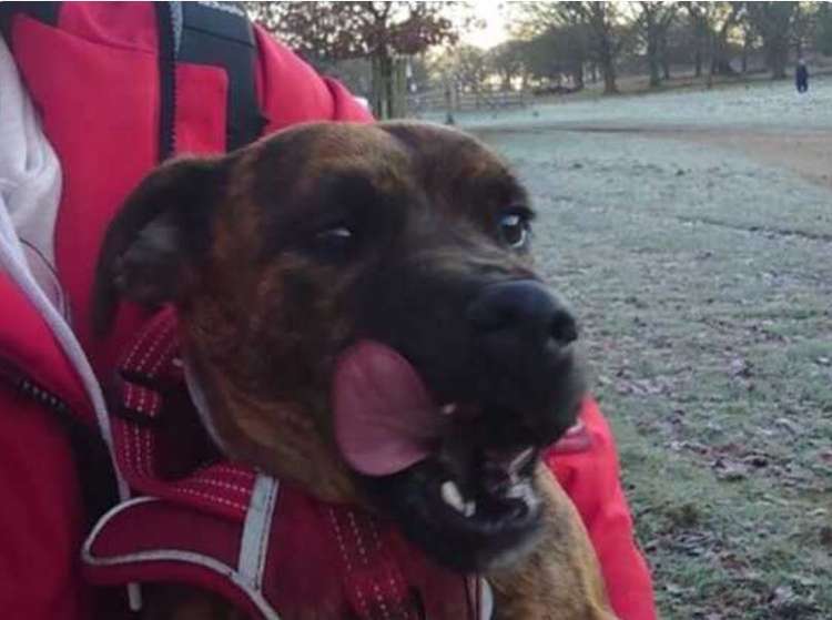 Buster the dog, who went missing in Crane Park three days ago has been found over four miles away in Richmond Park this morning – Monday.