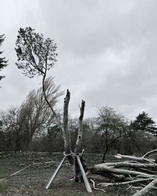 Kew Gardens has revealed that it lost 20 trees as a result of Storm Eunice.