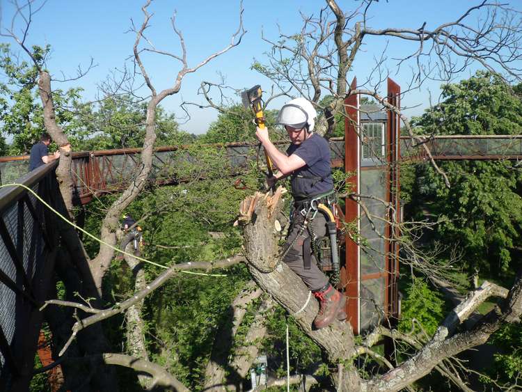 The Tree Gang are Kew's arboricultural team, made up of six to eight members who are dedicated to the growth, care, maintenance and risk management of the trees.