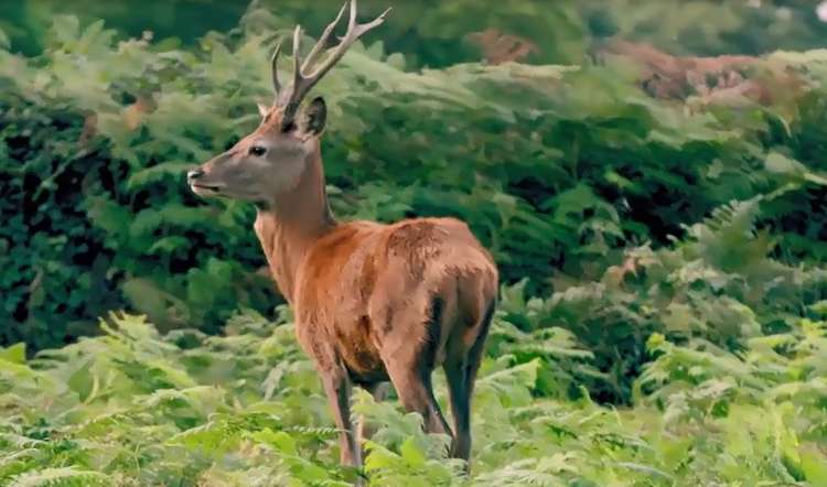 The special flora and animal life of the Royal Parks - from the red deer and hedgehogs to giant Shire horses and the tiny Bushy Gnat - are set to star on TV. Credit: More4 'Secrets of the Royal Gardens'.