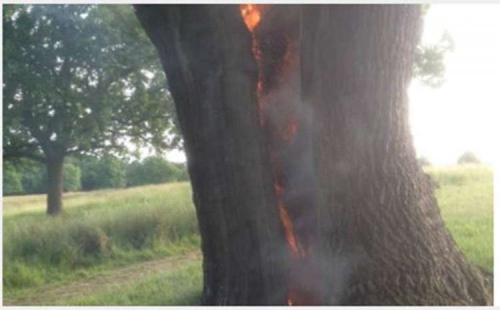 Hollow trees act as a chimney causing fire to spread quickly.