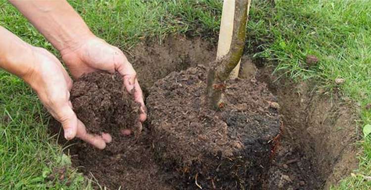 Richmond Council has received £220,000 to plant 410 new trees.